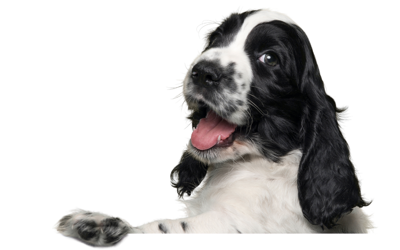 Chien