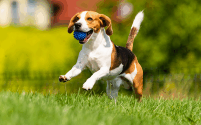 Les accessoires utiles (et inutiles) pour éduquer son chien