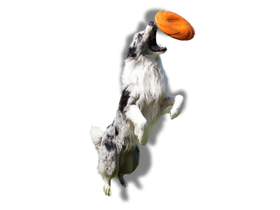 Chien-équilibre