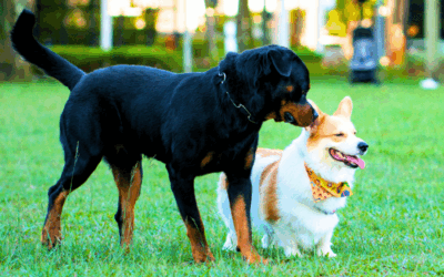 La période de socialisation : une étape clé pour un chien équilibré