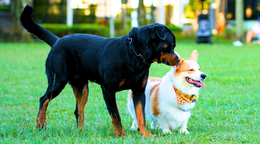 La période de socialisation : une étape clé pour un chien équilibré